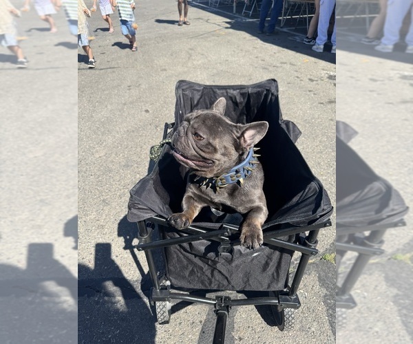 Medium Photo #1 French Bulldog Puppy For Sale in GALT, CA, USA