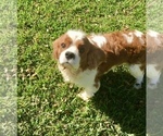 Small Photo #4 Cavalier King Charles Spaniel Puppy For Sale in SPRING BRANCH, TX, USA