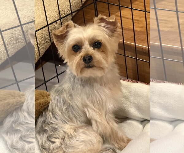 Medium Photo #1 Mutt Puppy For Sale in Allentown,, PA, USA