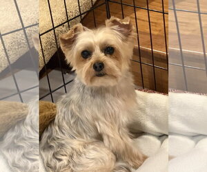 Mutt Dogs for adoption in Allentown,, PA, USA