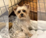 A Kalipso (AKA Kalli) - Female Mutt Dog for Adoption - Small photo