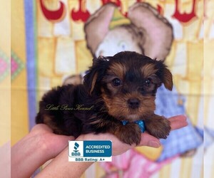 Yorkshire Terrier Puppy for sale in WINNSBORO, LA, USA