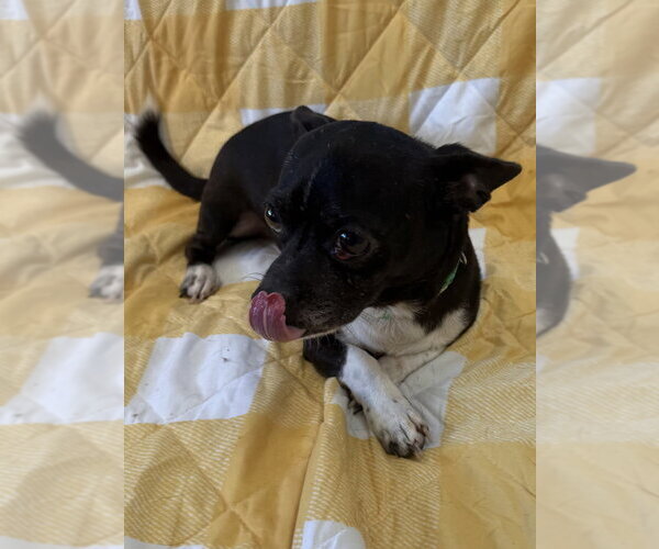 Medium Photo #4 Chihuahua-Unknown Mix Puppy For Sale in Osgood, IN, USA