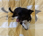 Small #3 Chihuahua Mix