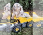 Small #1 Dachshund