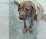 Small American Pit Bull Terrier Mix