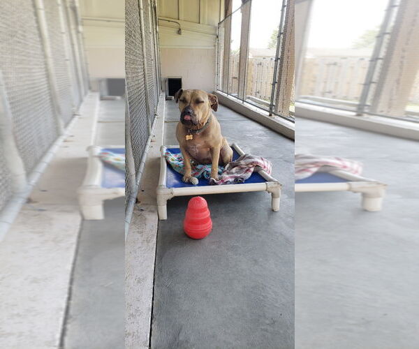 Medium Photo #10 American Staffordshire Terrier-Unknown Mix Puppy For Sale in Spring Lake, NJ, USA