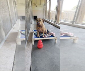 Skylar - Female American Staffordshire Terrier-Unknown Mix Dog for Adoption - Photo #10