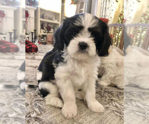 Cava-Tzu Puppy for sale in ELIZABETHTOWN, PA, USA