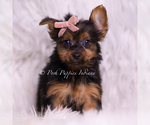 Small #3 Yorkshire Terrier