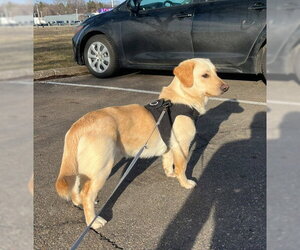 Cardigan Welsh Corgi-Labrador Retriever Mix Dogs for adoption in St. Louis Park, MN, USA