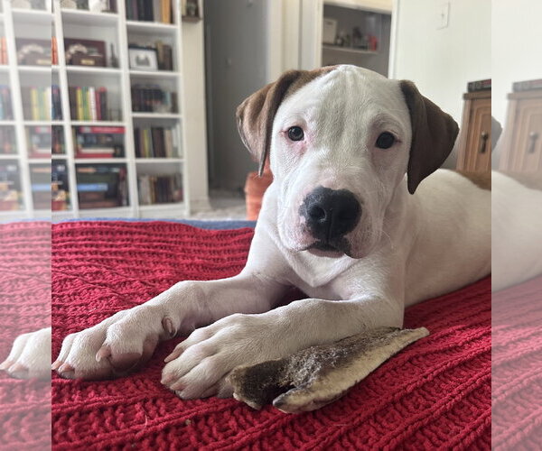 Medium Photo #8 American Pit Bull Terrier-Unknown Mix Puppy For Sale in Cary, NC, USA