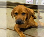 Small #7 German Shepherd Dog-Jack Russell Terrier Mix