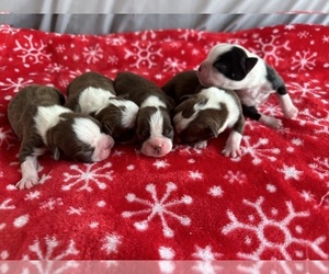 Boston Terrier Litter for sale in OROVILLE, CA, USA
