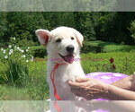 Small #9 German Shepherd Dog