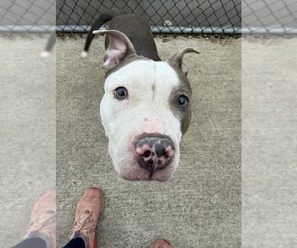 Medium Photo #8 American Pit Bull Terrier-Unknown Mix Puppy For Sale in Crete, IL, USA