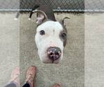 Small #7 American Pit Bull Terrier Mix