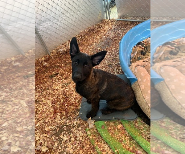 Medium Photo #2 German Shepherd Dog Puppy For Sale in HOGANSVILLE, GA, USA