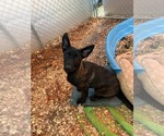 Small Photo #2 German Shepherd Dog Puppy For Sale in HOGANSVILLE, GA, USA
