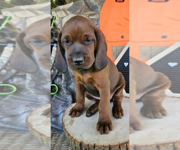 Medium Photo #2 Redbone Coonhound Puppy For Sale in DENVER, PA, USA