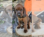 Small #1 Redbone Coonhound