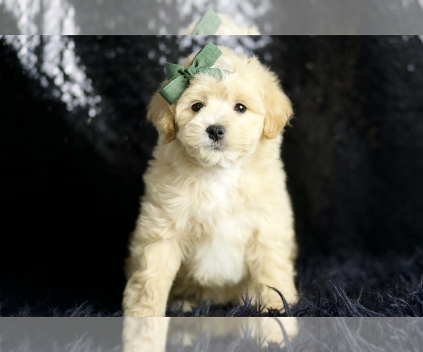 Medium Photo #1 Maltipoo (Miniature) Puppy For Sale in WARSAW, IN, USA