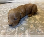 Small #1 Goldendoodle