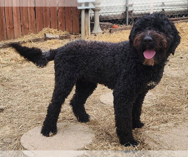 Medium Photo #4 Aussiedoodle Puppy For Sale in Wetumpka, AL, USA