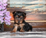 Puppy Tinkerbell Yorkshire Terrier