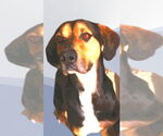 Small #3 Catahoula Leopard Dog-Treeing Walker Coonhound Mix