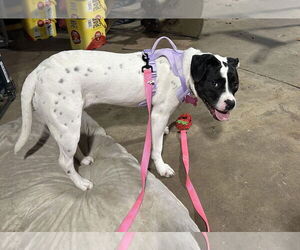 Dottie - Female Lab-Pointer Dog for Adoption - Photo #4