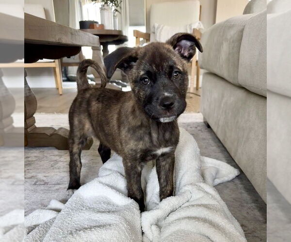 Medium Photo #5 American Staffordshire Terrier-Unknown Mix Puppy For Sale in San Juan Capistrano, CA, USA