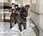 Small #4 American Staffordshire Terrier Mix