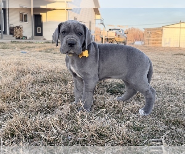 Medium Photo #1 Great Dane Puppy For Sale in OLATHE, CO, USA