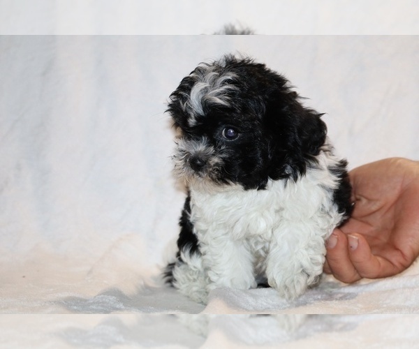 Medium Photo #11 ShihPoo Puppy For Sale in DYERSBURG, TN, USA