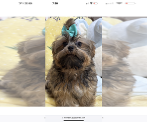 Shih Tzu Puppy for sale in SARASOTA, FL, USA