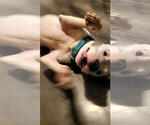 Small Photo #8 American Bulldog-Unknown Mix Puppy For Sale in Strongsville, OH, USA