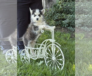 Siberian Husky Dogs for adoption in Holly Hill, SC, USA