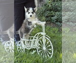 Small Siberian Husky