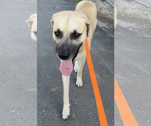 Reebok - Sunshine in dog form - Male Black Mouth Cur-Unknown Mix Dog for Adoption - Photo #7