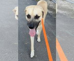 Small #6 Black Mouth Cur Mix