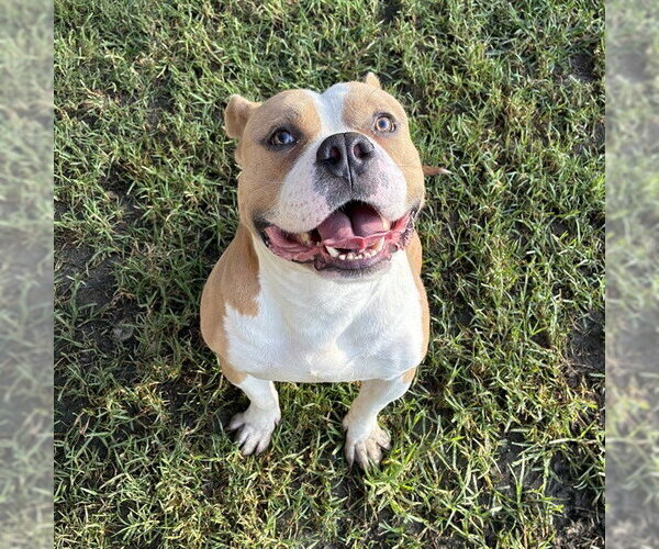 Medium Photo #2 Mutt Puppy For Sale in Riverside, CA, USA