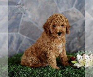 Poodle (Miniature) Puppy for sale in MILL HALL, PA, USA