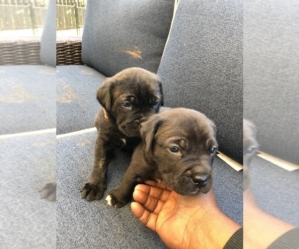 Medium Photo #2 Cane Corso Puppy For Sale in MCDONOUGH, GA, USA