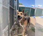 Small #1 German Shepherd Dog