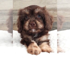 Cavapoo Puppy for sale in CARLISLE, KY, USA