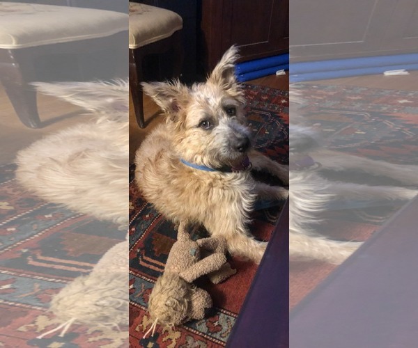 Medium Photo #2 Mutt Puppy For Sale in Dallas, TX, USA