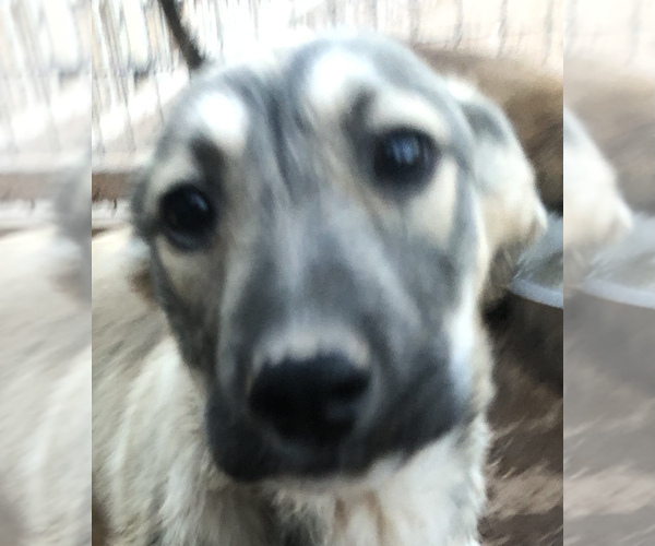 Medium Photo #1 Kangal Dog Puppy For Sale in MESA, AZ, USA