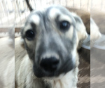 Small Photo #1 Kangal Dog Puppy For Sale in MESA, AZ, USA
