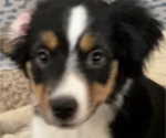 Small Photo #11 Miniature Australian Shepherd Puppy For Sale in PLACERVILLE, CA, USA